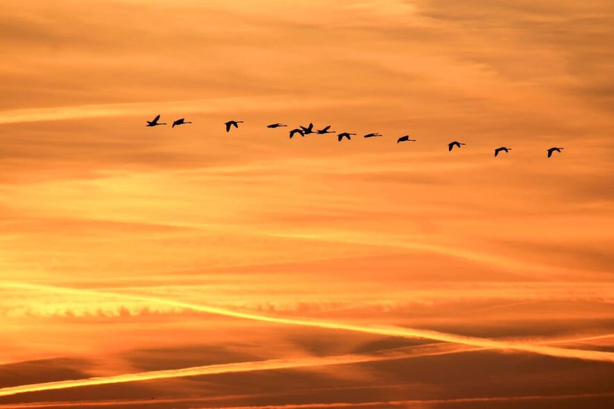 Birds dawn dusk flock pexels.com